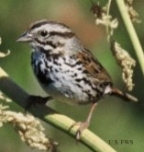 bird