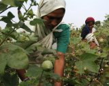 harvesting