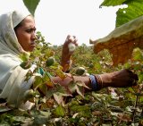 Hand-Harvesting Organic Cotton Boles