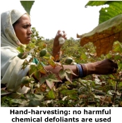hand harvesting