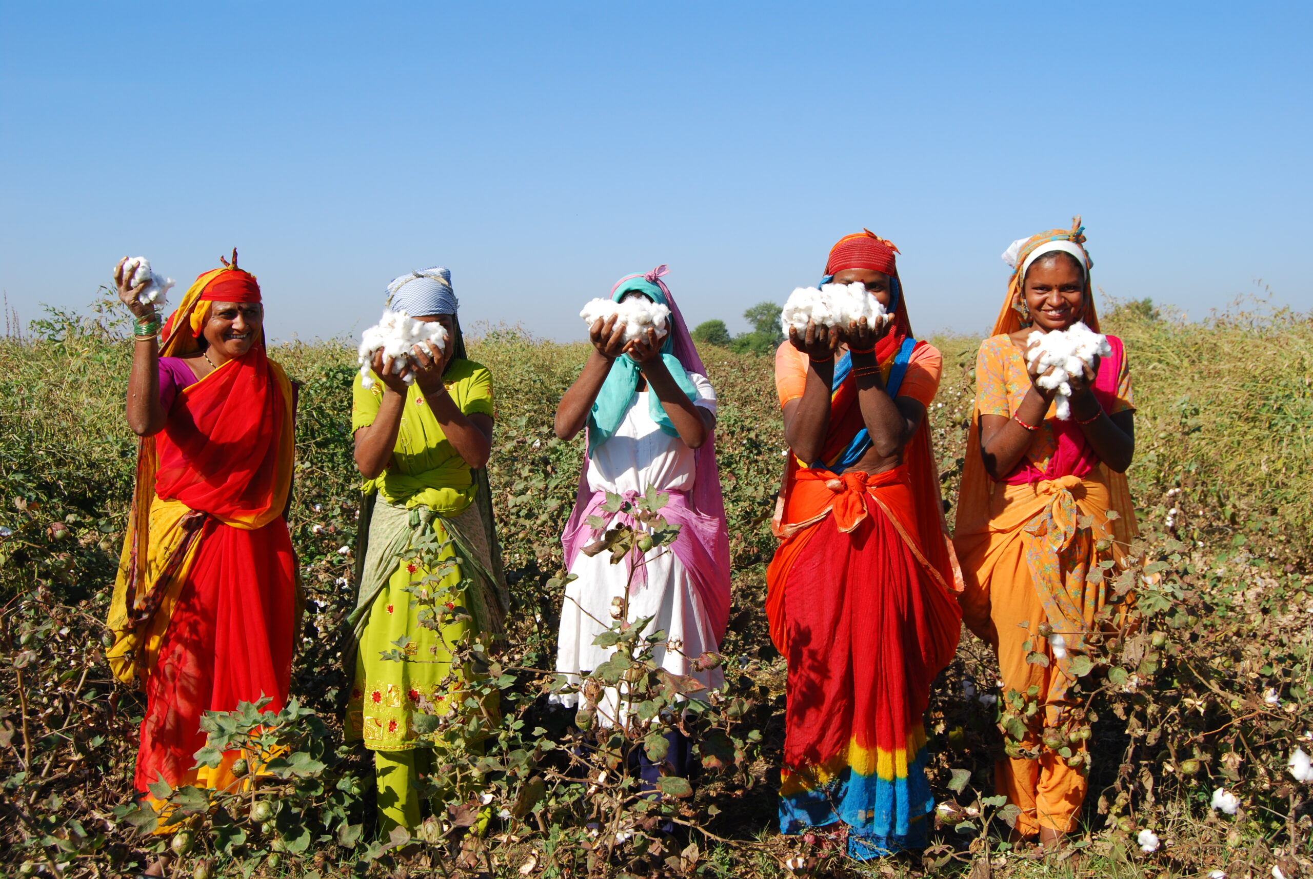 Farmers hand-harvesting without harmful chemical defoliants.